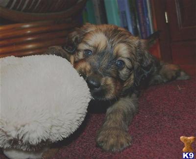 Old English Sheepdog Puppies for Sale